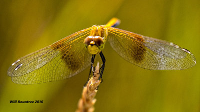 5F1A6864 Dragon.jpg
