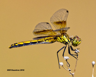 5F1A6901 Dragon.jpg