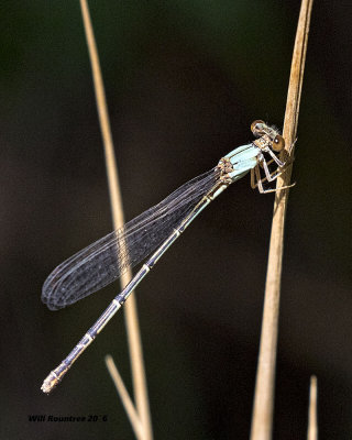 5F1A6988 Damsel Fly.jpg
