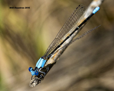 5F1A6994 Damsel Fly.jpg