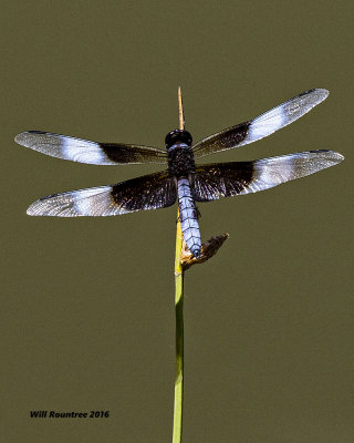 5F1A7006 Dragon.jpg