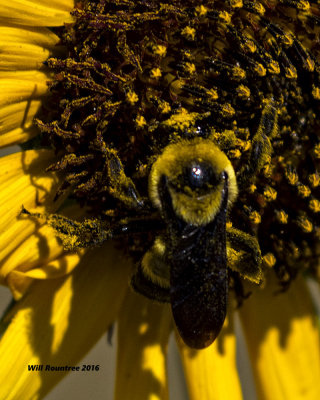 5F1A7038 Bumble Bee.jpg