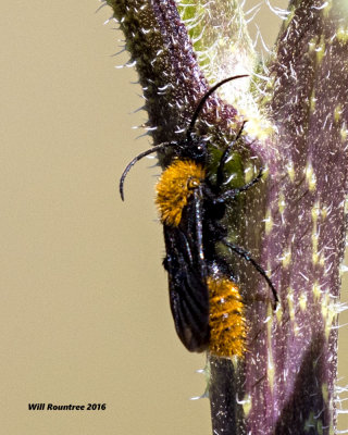 5F1A7058 orange insect.jpg