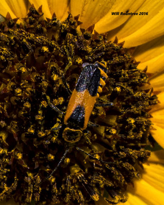 5F1A7073 orange bug 2.jpg