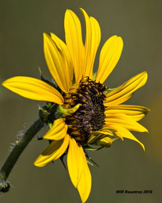5F1A7078 Sunflower.jpg