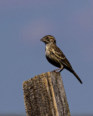 5F1A7108 bird.jpg