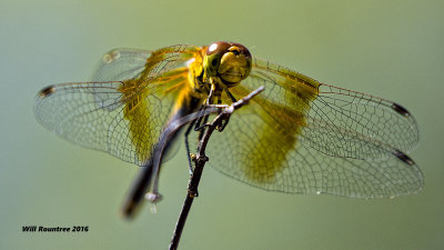 5F1A7283 Dragon.jpg