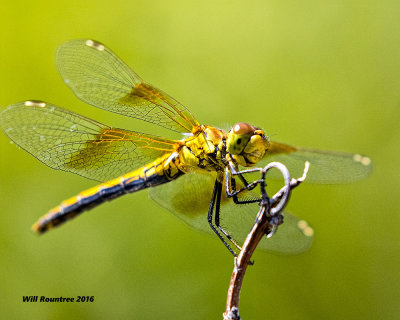 5F1A7300 Dragon.jpg