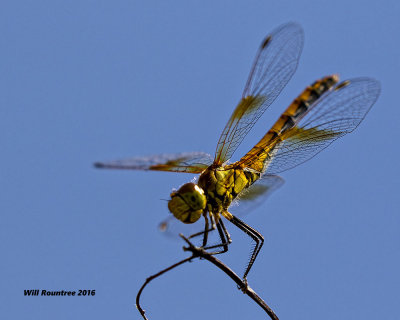 5F1A7324 Dragon.jpg
