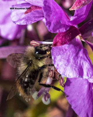 5F1A7407 Bee.jpg