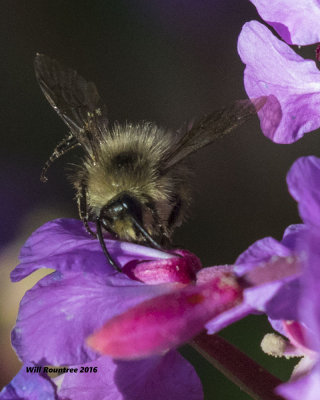 5F1A7409 Bee.jpg