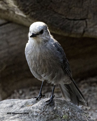 5F1A7465 Gray Jay.jpg