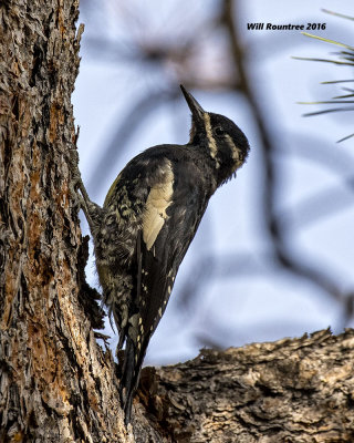 5F1A7478 Williamsons Sapsucker.jpg