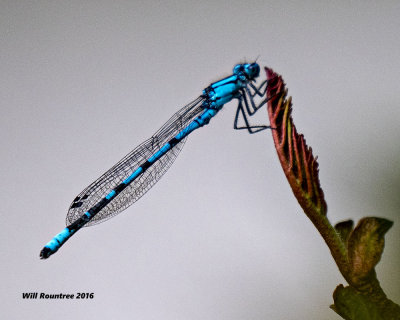 5F1A7504 Blue Damsel.jpg