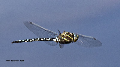 5F1A7510 f Dragon.jpg