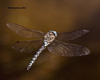 5F1A7526 dragon flight.jpg