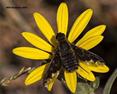 5F1A7532 Bee Fly.jpg
