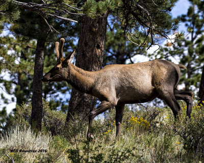 5F1A7544 Elk 1.jpg