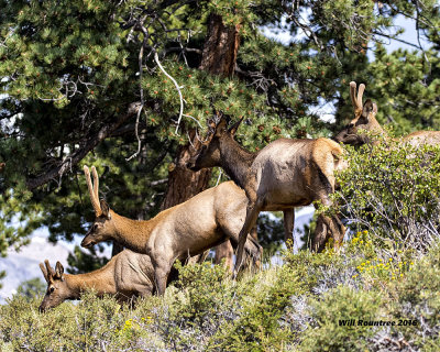 5F1A7551 Elk 2.jpg