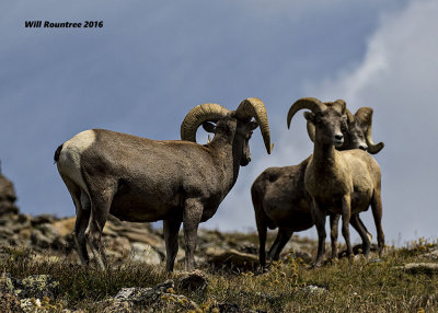 5F1A7580 Bighorn Sheep 2.jpg