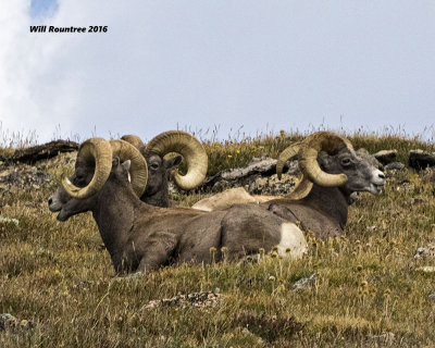 5F1A7664 Bighorn Sheep 3.jpg