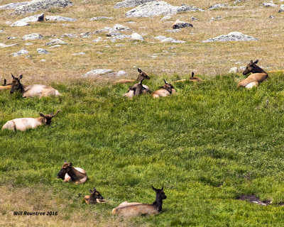 5F1A7666 Elk field.jpg