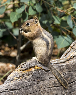 5F1A7671 Chipmunk.jpg