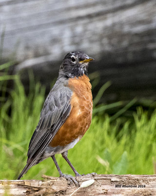 5F1A7687 American Robin.jpg