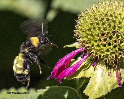 5F1A7348 American Bumblebee.jpg