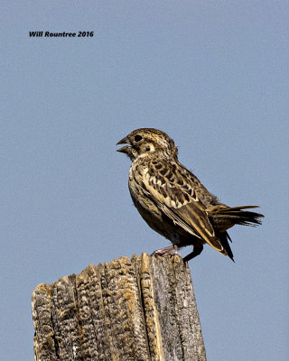 5F1A7110 Western Meadowlark j.jpg