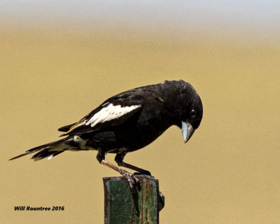 5F1A7147 Lark Bunting.jpg