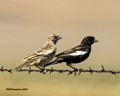 5F1A7217 Lark Buntings.jpg