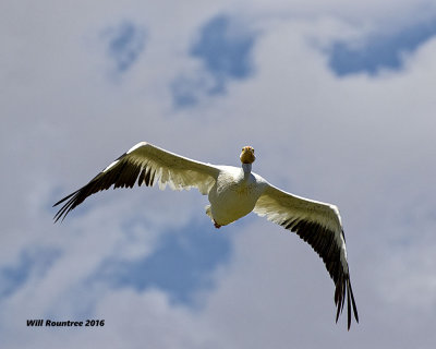 5F1A7232 White Pelican.jpg