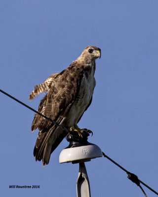 5F1A7768 Red-tailed Hawk.jpg
