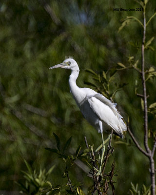5F1A7810 Little Blue Heron yr 1.jpg