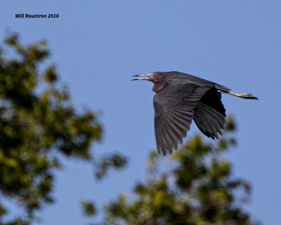 5F1A7820 Little Blue Heron.jpg