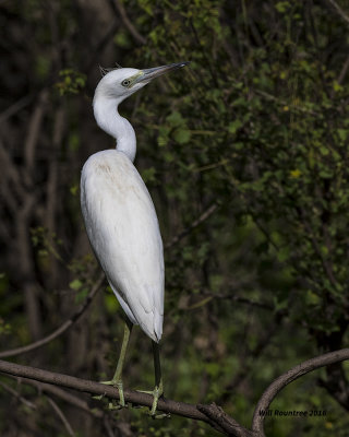 5F1A7871 Little Blue Heron yr 1.jpg