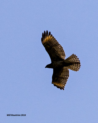 5F1A7879 Red-shouldered Hawk.jpg