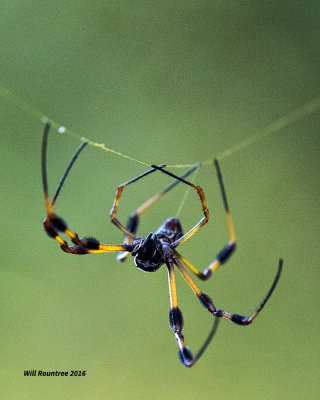 5F1A7780 Golden Orb-weaver Spider.jpg