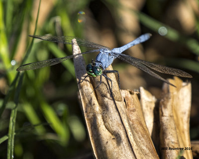 5F1A7817 Eastern Pondhawk.jpg