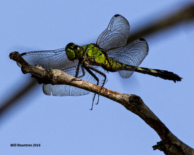 5F1A7833 Eastern Pondhawk f.jpg