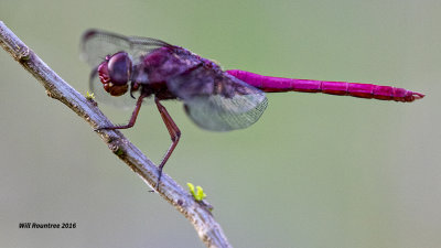 5F1A7928 Male Roseate Skimmer.jpg
