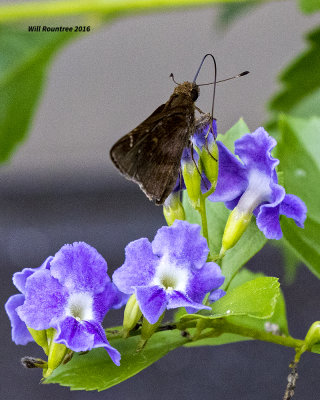 5F1A7931 Clouded Skipper.jpg