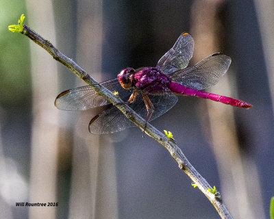 5F1A7903 Carmine Skimmer.jpg