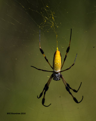 5F1A7801 Golden SIlk Orb spider.jpg