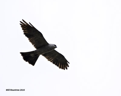 5F1A7955 Mississippi Kite.jpg