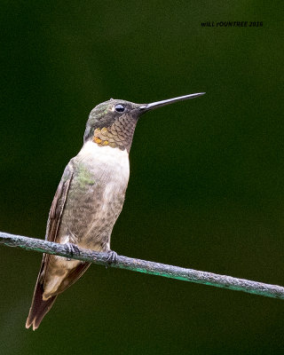 5F1A8081 RT Hummingbird.jpg