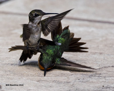5F1A8441 RT Hummer fight.jpg
