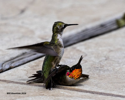 5F1A8453 RT Hummer fight.jpg