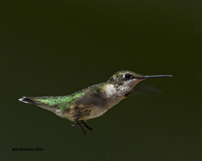 5F1A8480 RT Hummer juv.jpg